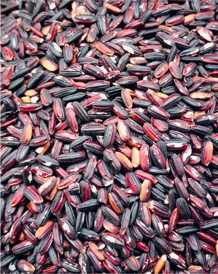 Kalabhat Rice Black Rice (Kala Bhat) – Siddhannam
